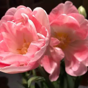 Meet your Posher, Colleen